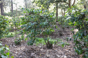 咖啡樹 咖啡豆 咖啡種植園