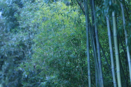 竹林