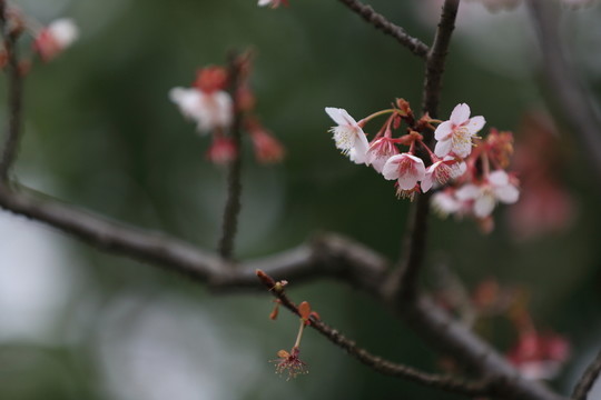 櫻花
