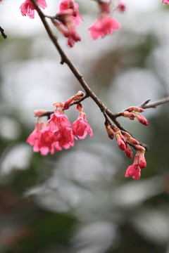 櫻花