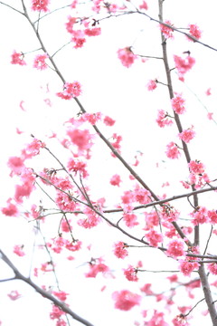 櫻花