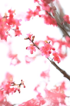 櫻花