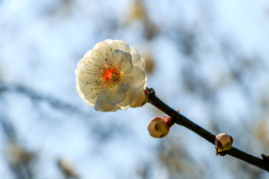 白梅素材 枯枝新芽