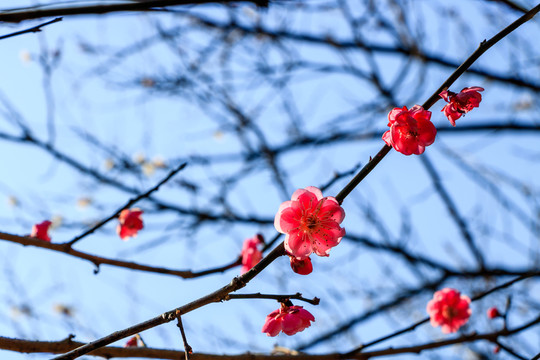 紅梅花素材