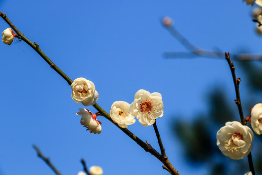 一簇梅花