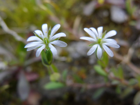 二朵小野花