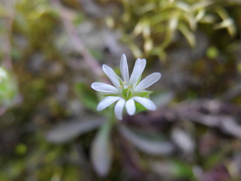 小白花