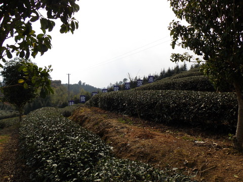 茶園一角