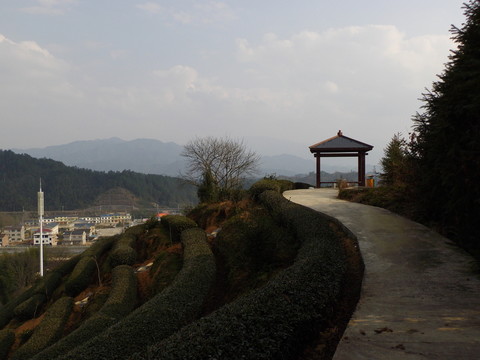 茶園風(fēng)光