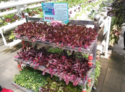 無土栽培蔬菜