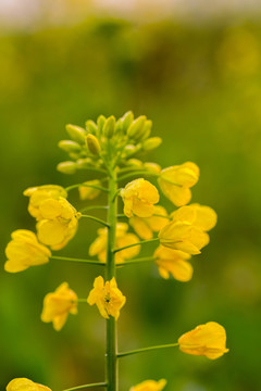 油菜花