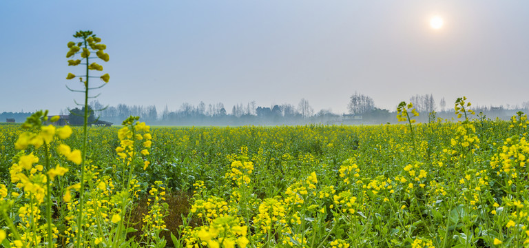 油菜花