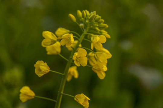 油菜花