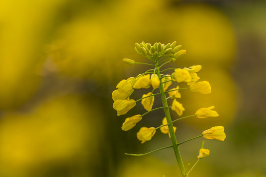 油菜花