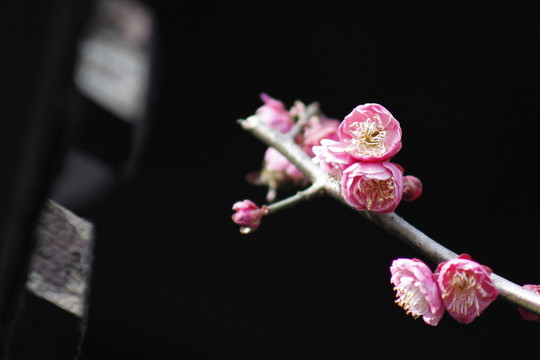 紅梅花兒開