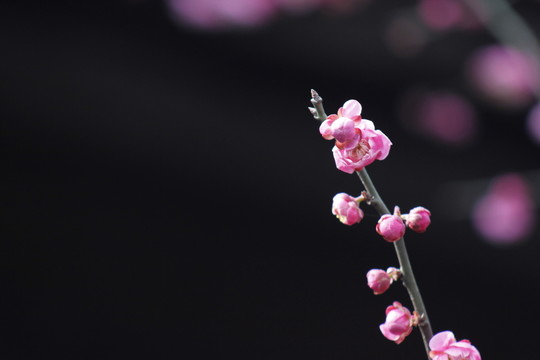 紅梅花兒開