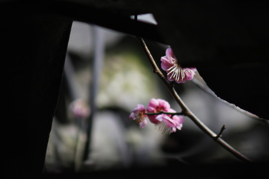 紅梅花兒開
