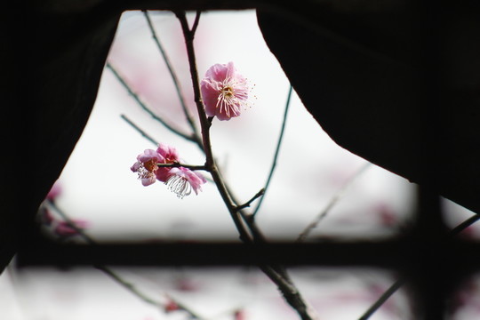 盛世花開
