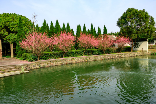 古代庭院 一排紅梅花 白云莊