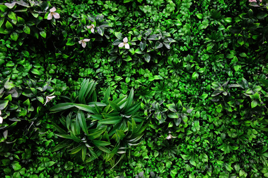 綠植背景