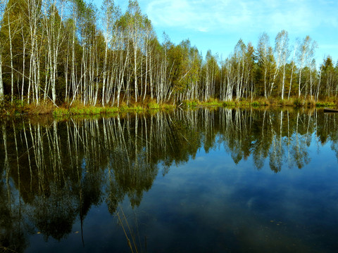 秋季湿地白桦林