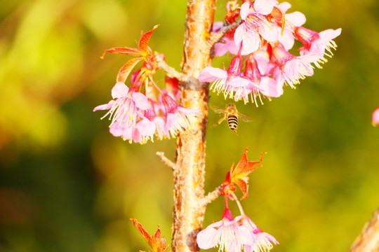 山櫻花