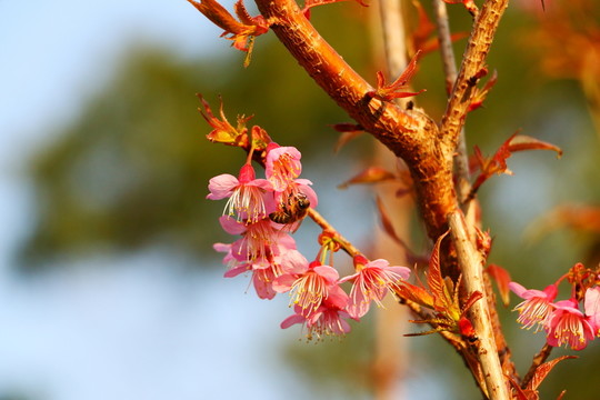 山櫻花