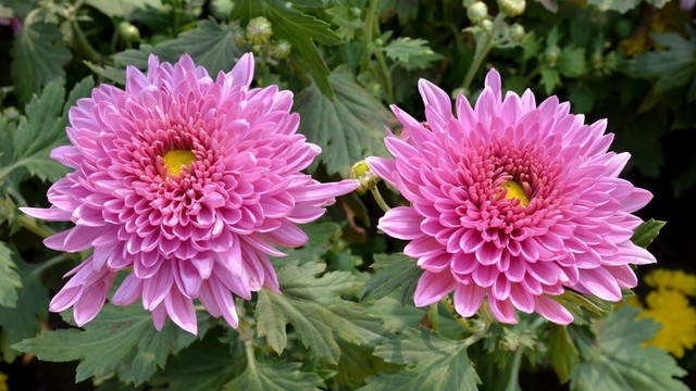 粉色菊花