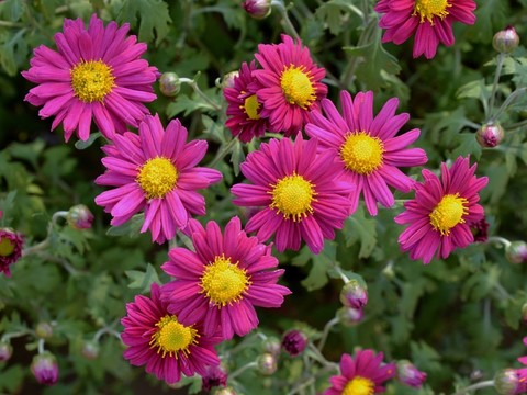 粉菊花