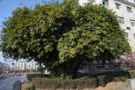 竹子