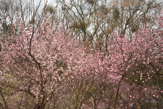 梅花 梅林