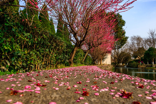 凋落的花瓣 凋落紅梅花瓣 梅花