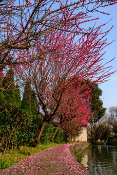 公園梅花樹(shù) 公園梅花 梅花樹(shù)