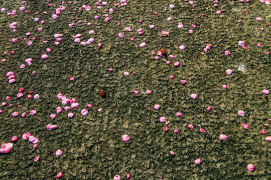 凋落的花瓣