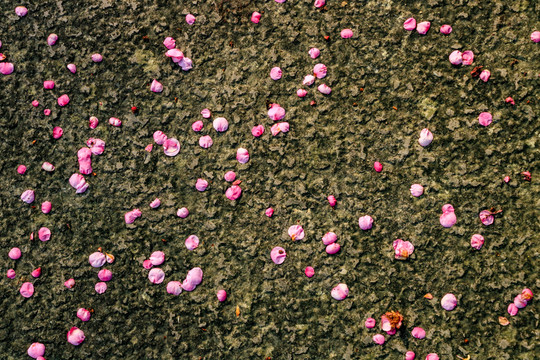 梅花花瓣