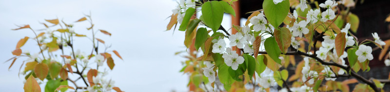 梨花  梨樹
