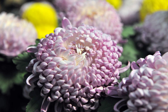 菊花