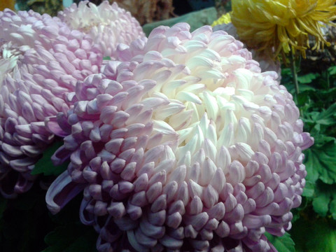 菊花