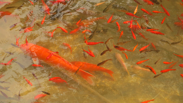 魚(yú)苗 魚(yú)塘