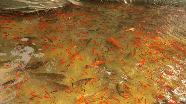 魚池 金魚