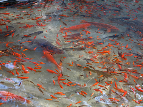 魚塘金魚