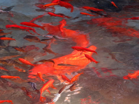 金魚