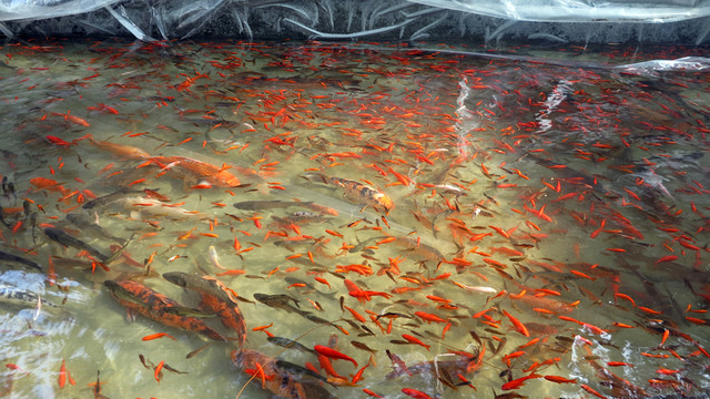 金魚(yú) 魚(yú)苗