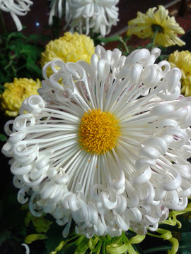 菊花