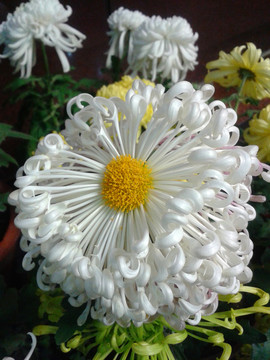 白菊 菊花