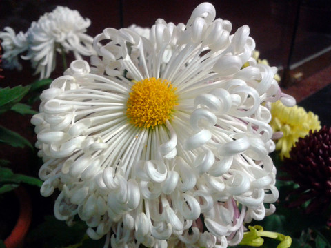 菊花 盆景盆栽