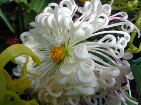 金絲菊 白色菊花