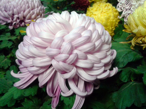 菊花