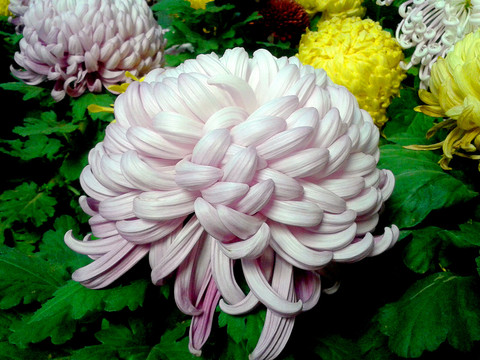 菊花