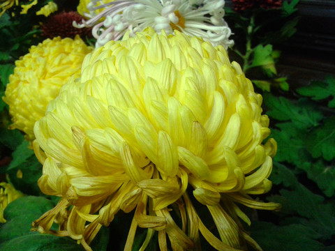 菊花